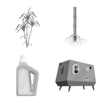 Isolated object of sugarcane and cane icon. Collection of sugarcane and field Stock Illustration