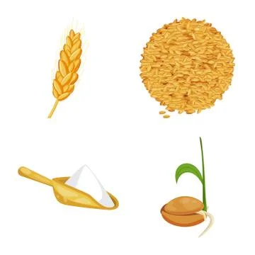 Isolated object of wheat and corn icon. Collection of wheat and harvest stock 스톡 일러스트