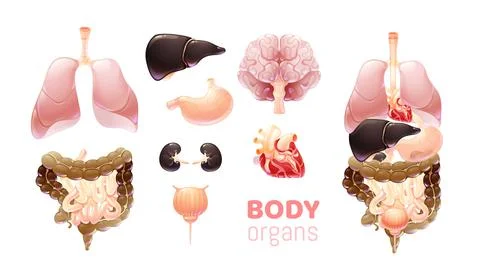 Isolated objects and organs location in the body Stock Illustration