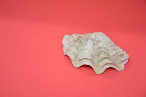 Isolated objects on a solid colored background 库存照片