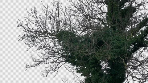 Isolated Old Ivy Covered Tree Pre-Keyed With Alpha Channel Stock Footage 331222438