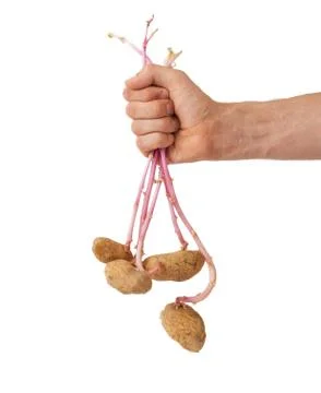 Isolated old potatoes Stock Photos