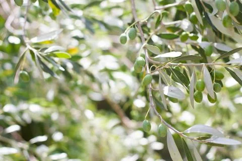 Isolated olive tree with olive berries and leaves. Stock Photos