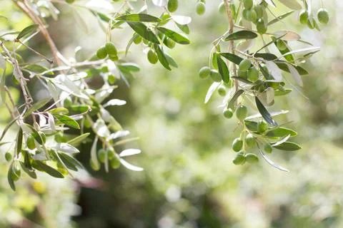 Isolated olive tree with olive berries and leaves. Stock Photos