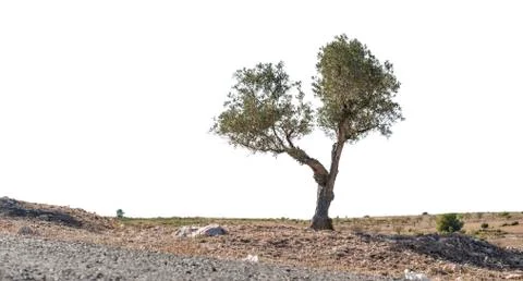 Isolated olive tree Stock Photos