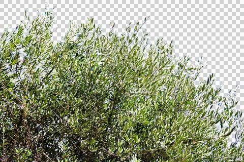 Isolated Olives Tree Branches and Olive Fruits Foto stock