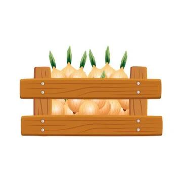 Isolated onions inside box vector design Illustrazione stock