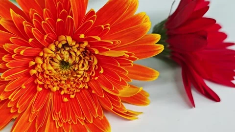 Isolated orange and red gerbera flowers on white background. Stock Footage 342319268