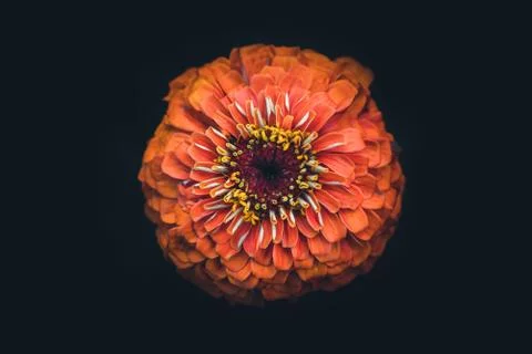 Isolated orange flower. Stock Photos