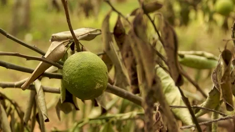Isolated orange fruit drying due to lack of rain.  Stock Footage 229381058