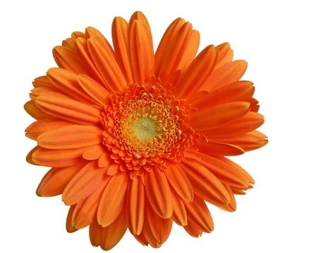 Isolated orange gerber Stock Photos