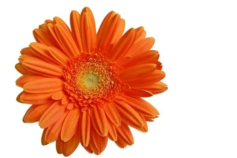Isolated orange gerber Foto stock