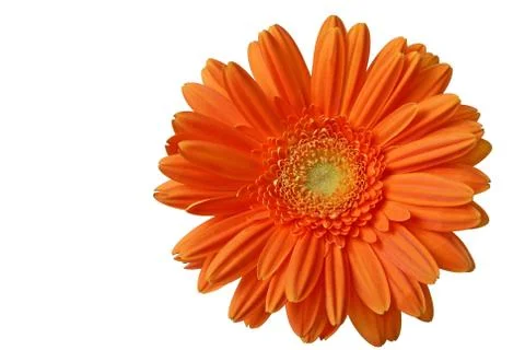 Isolated orange gerber Foto stock