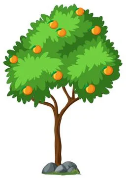 Isolated orange tree on white background Stock Illustration