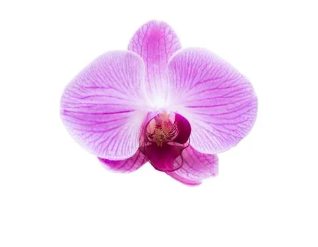 Isolated Orchid Stock Photos