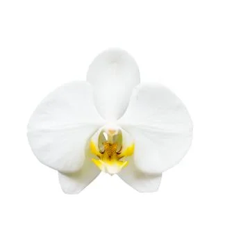 Isolated Orchid Stock Photos