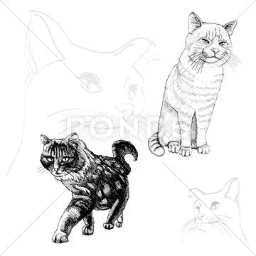 Isolated outline cats on white - illustration Stock Illustration