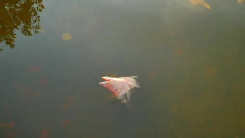 Isolated overhead view of a red pink fish head cut off floating on top of calm w Stock Footage 282540681