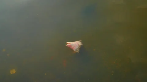 Isolated overhead view of a red pink fish head cut off floating on top of calm w Stock Footage 282540806