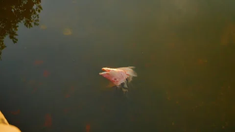 Isolated overhead view of a red pink fish head cut off floating on top of calm w Stock Footage 282540833