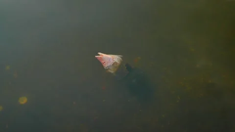 Isolated overhead view of a red pink fish head cut off floating on top of calm w Stock Footage 282540897