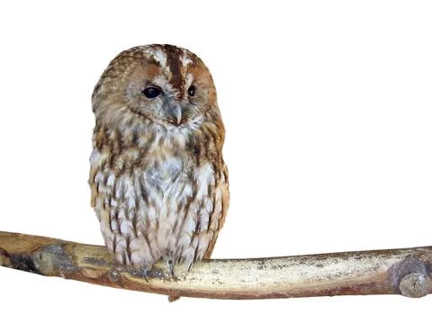 Isolated owl Stock Photos