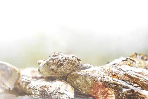 Isolated oysters side view in ocean or aquarium or farm Stock Photos