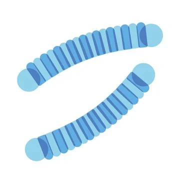 Isolated pair of gummy worms candy sheer flat icon Vector Stock Illustration