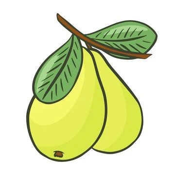 Isolated pair of pears on a branch vector illustration. Stock Illustration
