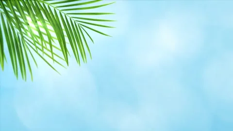 Isolated palm leaf on abstract sky Stock Footage 262630076