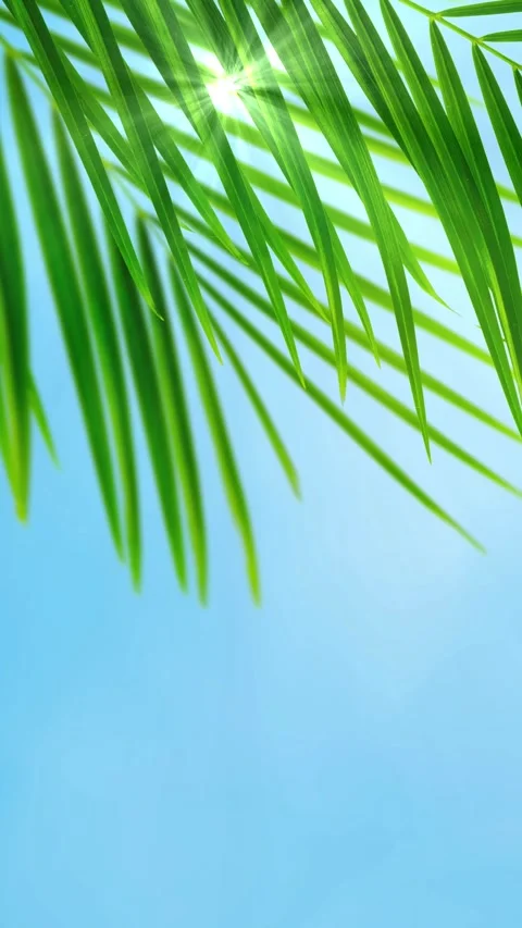 Isolated palm leaf on blue 動画素材 262629786