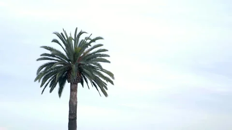 Isolated Palm Tree Against Overcast Sky Stock Footage 344612682