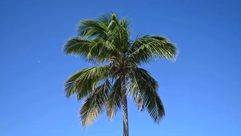 Isolated Palm Tree Video stock 166013197