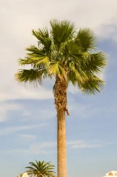 Isolated palm tree in a garden Stock Photos