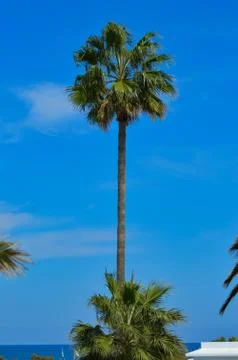 Isolated palm tree in a garden Stock Photos
