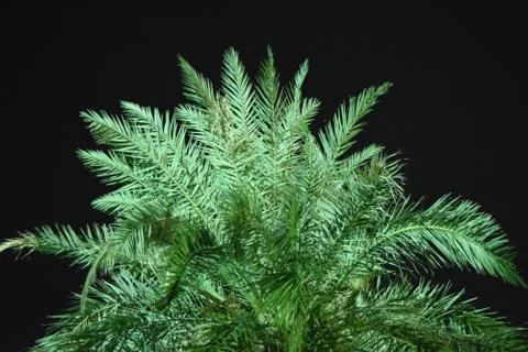 Isolated Palm tree leaf night view Foto stock