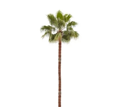 Isolated palm tree Photos