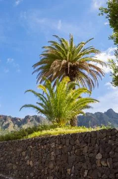 Isolated palm tree on the road Stock Photos