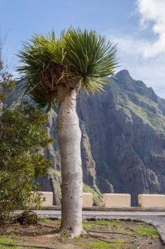 Isolated palm tree on the road Stock Photos
