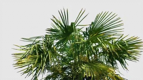 Isolated Palm Tree In Strong Wind Pre-Keyed With Alpha Channel Stock Footage 332182019