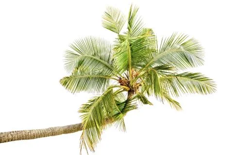 Isolated palm tree on white background 写真素材