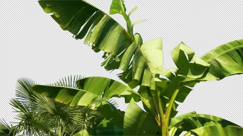 Isolated Palm Trees In Wind Pre-Keyed With Alpha Channel Stock Footage 331828703