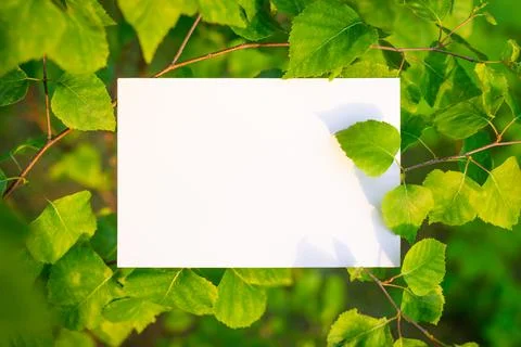 Isolated paper on birch tree Stock Photos