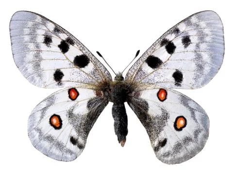 Isolated parnassius apollo Stock Photos