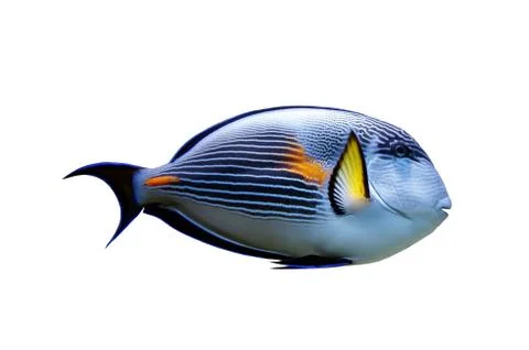 Isolated parrot fish Stock Photos