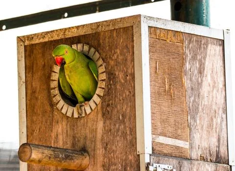 Isolated parrot Stock Photos