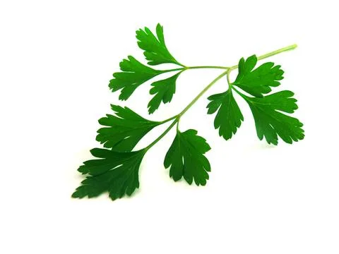 Isolated parsley Stock-Fotos
