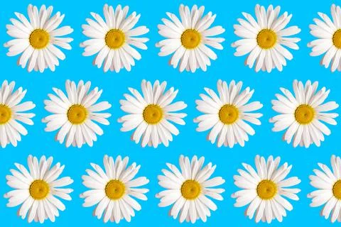 Isolated pattern of big chamomile flower with white petals and yellow heart o Stock Photos