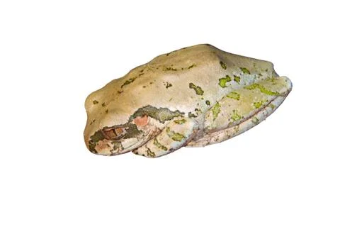 Isolated patterned crouched tree frog on white 写真素材
