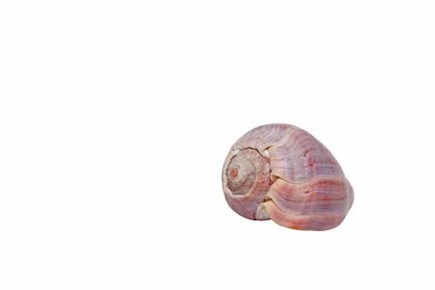 Isolated patterned spiral sea shell on white 2 Stock Photos